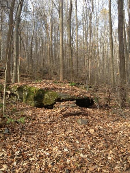 A rocky outcrop covered with moss and surrounded by a forest of bare trees and scattered autumn leaves. The ground is littered with leaves, and the background features a dense arrangement of tall, slender tree trunks. Moraine State Park mountain bike trail.