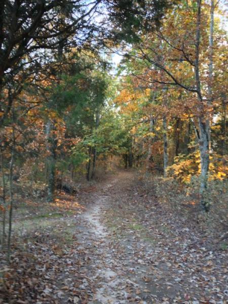 A dirt pathway meandering through a forest, lined with trees displaying autumn foliage in shades of orange, yellow, and green, with fallen leaves scattered along the ground. Blevins Gap Preserve mountain bike trail.