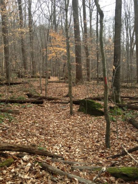 A wooded area with sparse trees, scattered leaves on the ground, and fallen branches. Some branches and a large rock are visible on the forest floor, while a few trees show hints of autumn leaves. The atmosphere appears tranquil and natural, indicative of an early fall or late autumn setting. Moraine State Park mountain bike trail.
