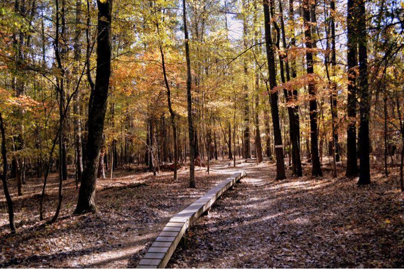 A serene forest scene featuring a winding wooden boardwalk amidst tall trees with autumn foliage. Sunlight filters through the branches, illuminating the colorful leaves and fallen foliage covering the ground. Lake Crabtree County Park mountain bike trail.