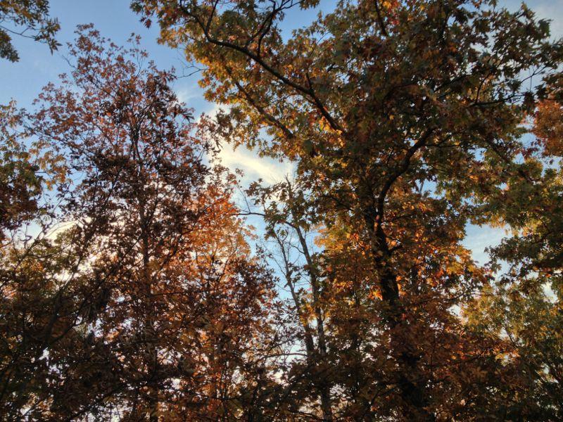 A view of autumn trees with vibrant orange and yellow leaves against a clear blue sky. The image captures the intricate branches and foliage, showcasing the beauty of fall scenery. Blevins Gap Preserve mountain bike trail.