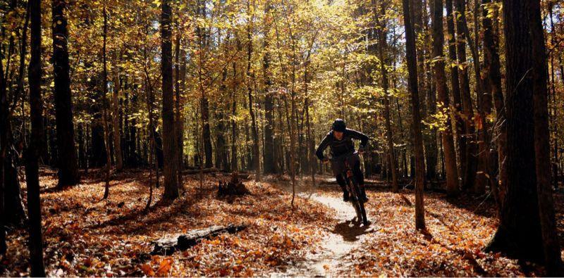 A mountain biker riding along a dirt trail in a forest during autumn, with sunlight filtering through golden leaves, creating a warm, vibrant atmosphere. The ground is covered with orange and brown fallen leaves, and tall trees line the path. Lake Crabtree County Park mountain bike trail.