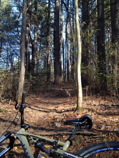 Mountain bike resting on a dirt path in a forested area, surrounded by tall trees and scattered pine needles on the ground, with a clear blue sky visible through the branches. Cemetery Loop mountain bike trail.