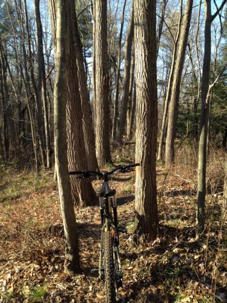 A mountain bike positioned on a narrow dirt path surrounded by tall trees in a forest, with sunlight filtering through the branches. Cemetery Loop mountain bike trail.