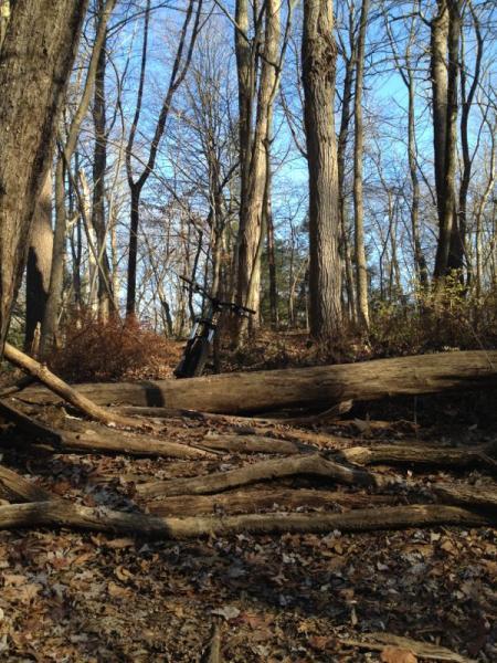 A woodland scene featuring tall, bare trees under a blue sky, with fallen logs and scattered leaves on the forest floor. In the background, a bicycle is leaning against a tree. Cemetery Loop mountain bike trail.