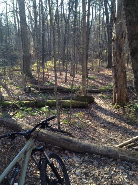 A mountain bike rests on the forest floor, surrounded by trees and fallen logs. Sunlight filters through the branches, illuminating the leafy ground cover and creating a serene, natural atmosphere in a wooded area. Cemetery Loop mountain bike trail.