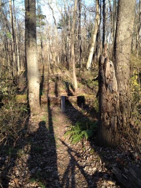 A narrow, winding path through a wooded area, flanked by tall trees with bare branches. The ground is covered with fallen leaves, and shadows stretch across the trail. In the background, a few wooden posts are visible, partially obscured by underbrush and ferns, suggesting a peaceful and natural setting. Cemetery Loop mountain bike trail.