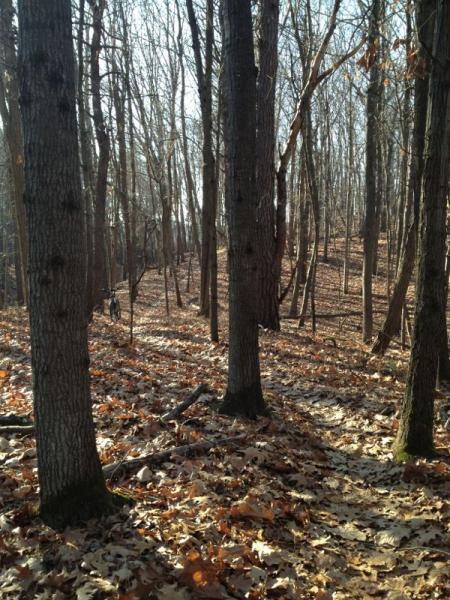 A serene forest scene showcasing bare trees in autumn, with fallen leaves covering the ground. The sunlight filters through the tree branches, creating a peaceful atmosphere. A winding path can be seen leading through the trees, inviting exploration. Cemetery Loop mountain bike trail.