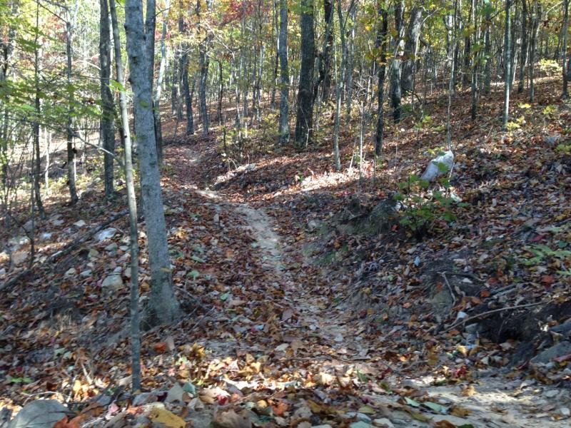 A narrow dirt path winding through a forest with colorful autumn leaves scattered on the ground. Tall trees with green and yellow foliage line the trail, creating a serene and tranquil atmosphere. Coldwater Mountain mountain bike trail.