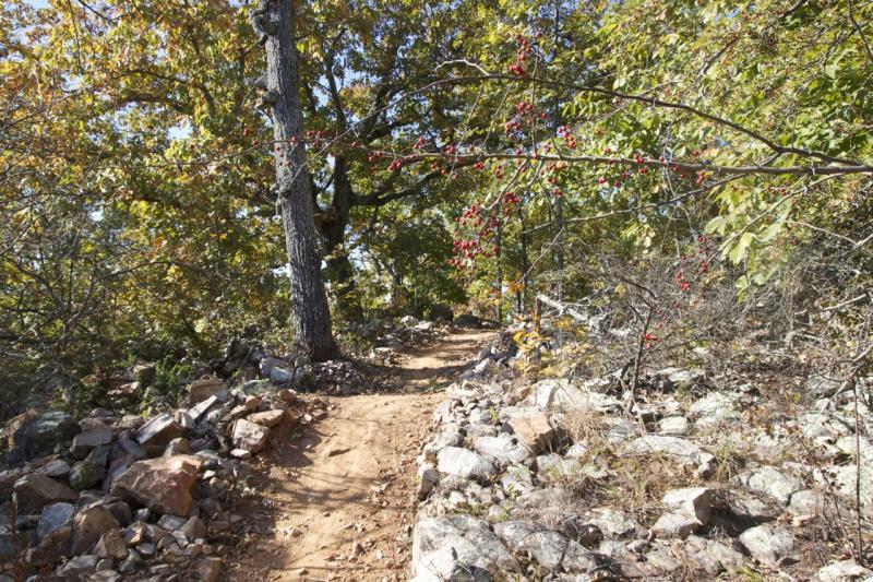 A dirt path winding through a forested area, flanked by large rocks and trees with green and yellow leaves. A branch with small red berries hangs above the trail, suggesting a vibrant natural setting in autumn. Coldwater Mountain mountain bike trail.