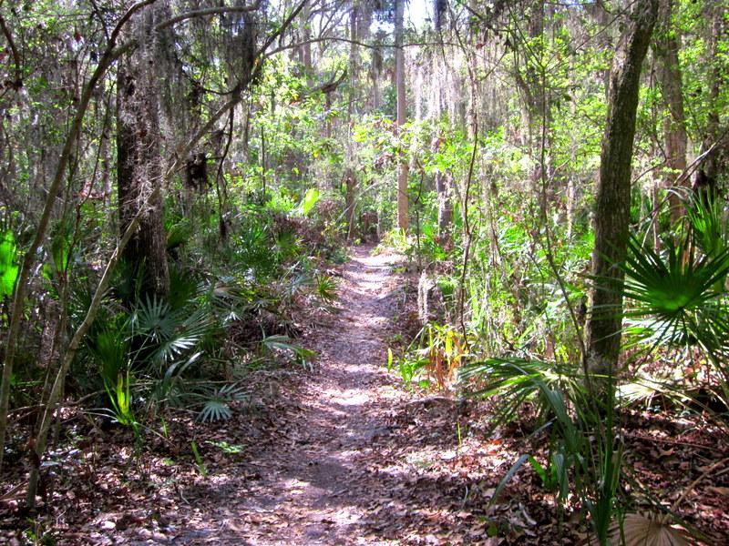 A serene dirt trail winding through a lush green forest, surrounded by tall trees and dense foliage. Spanish moss hangs from tree branches, and various plants decorate the sides of the path, creating a tranquil atmosphere perfect for hiking or exploring nature. Kathryn Abby Hanna Park mountain bike trail.