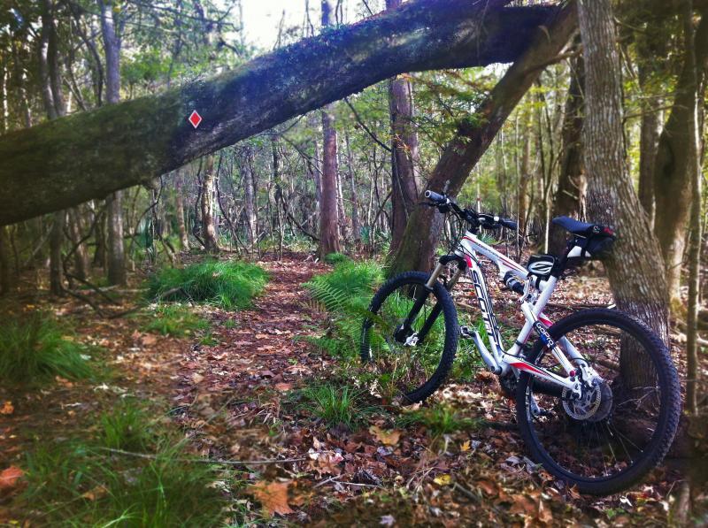 A mountain bike leaning against a large fallen tree in a wooded area. The path is lined with ferns and scattered leaves, with a visible trail marker on a nearby tree. The scene is serene, showcasing dense greenery and a natural environment. Lake Fausse Pointe Trail System mountain bike trail.