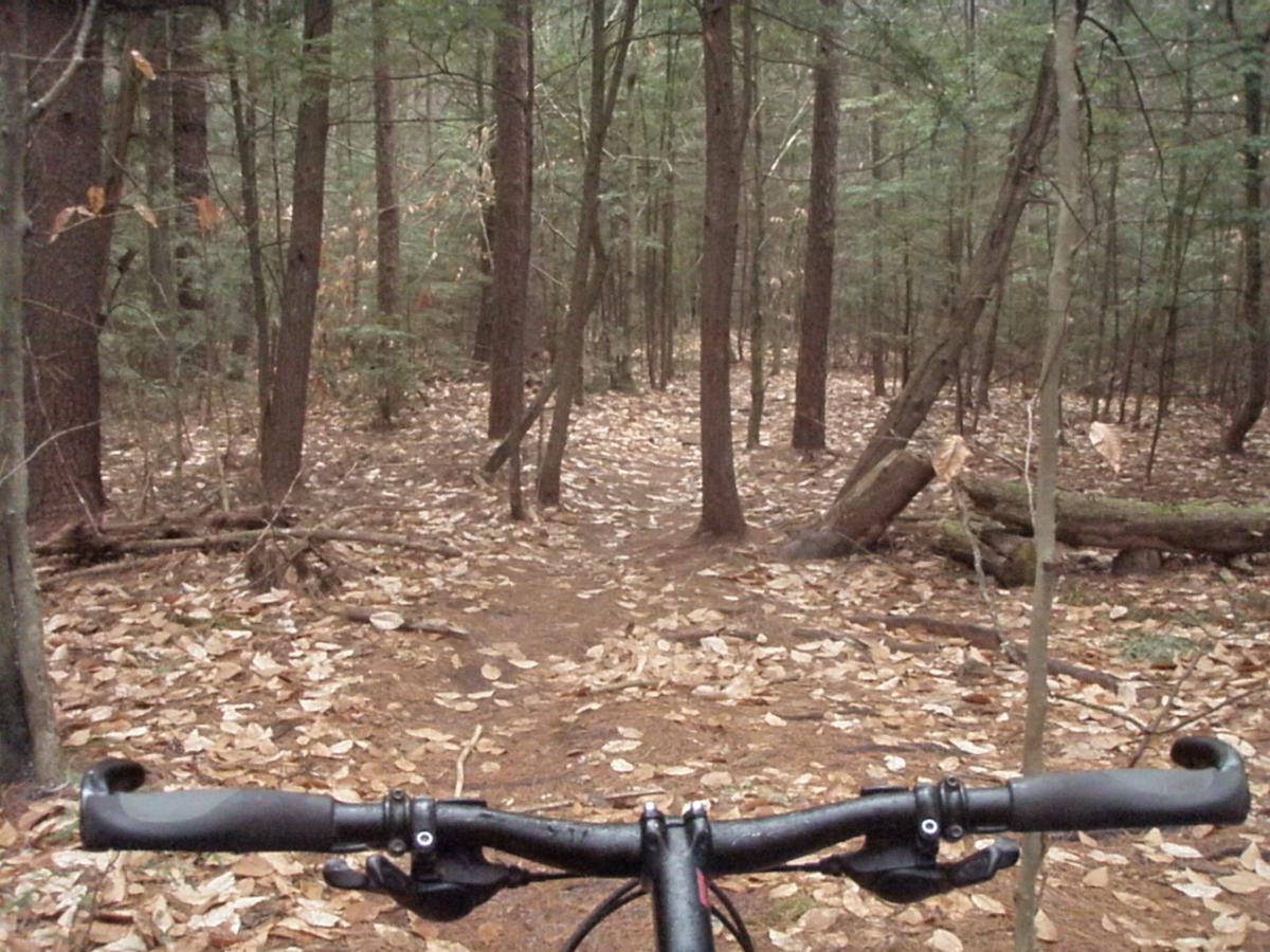 A view from the handlebars of a mountain bike, showing a dirt path winding through a dense forest with tall trees and fallen leaves scattered across the ground. The scene is tranquil and surrounded by greenery, suggesting a peaceful outdoor adventure. Depot Road Singletracks/FOMBA mountain bike trail.