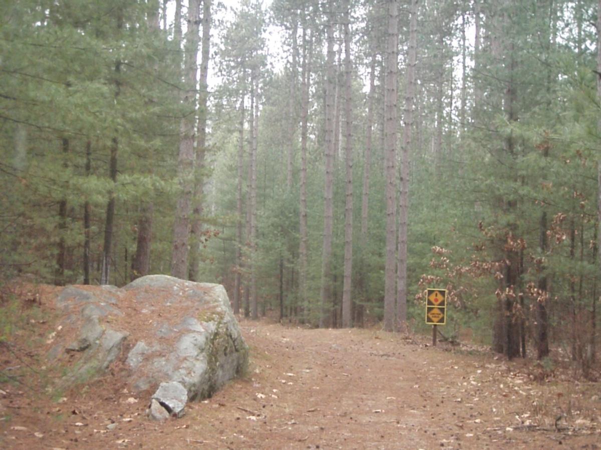 A misty forest path bordered by tall pine trees, featuring a large rock on the left and a yellow warning sign on the right. The ground is covered in pine needles and leaves. Depot Road Singletracks/FOMBA mountain bike trail.