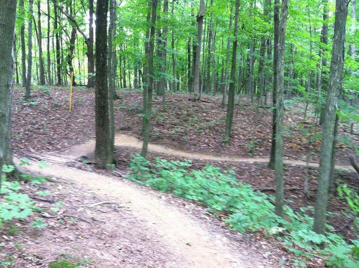 A winding dirt trail through a lush green forest, surrounded by trees and underbrush. The path forks in the middle of the image, leading to two different directions, with a yellow marker visible on the left. Sunlight filters through the leaves, creating a serene and natural atmosphere. Alum Creek Phase II mountain bike trail.