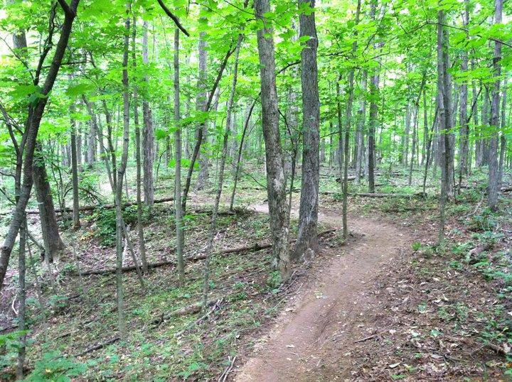 A winding dirt path meanders through a lush green forest, surrounded by tall trees with vibrant leaves. The scene captures the tranquility of nature, with dappled sunlight filtering through the foliage. Alum Creek Phase II mountain bike trail.