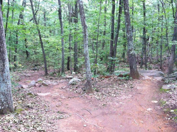 A serene forest scene showing a dirt path diverging into two trails, surrounded by lush green trees and scattered rocks on the ground. The area appears peaceful, with fallen leaves adding a natural touch to the earthy tones of the path. Vietnam Trails mountain bike trail.