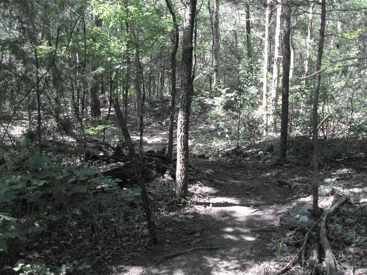 A serene forest pathway surrounded by tall trees and lush greenery, with dappled sunlight filtering through the leaves onto the trail. The path diverges slightly, inviting exploration into the tranquil woodland. Hamilton Creek mountain bike trail.
