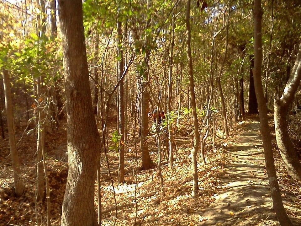 A narrow dirt path winding through a forest with sparse trees and autumn foliage, sunlit areas revealing fallen leaves and branches along the trail. Horry County Bike Run Park mountain bike trail.