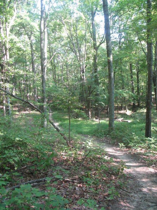A sunlit forest trail winding through lush green foliage, with tall trees and dappled sunlight filtering through the leaves. The path diverges in the background, leading deeper into the serene woodland scenery. Raccoon Mountain Trail Network mountain bike trail.