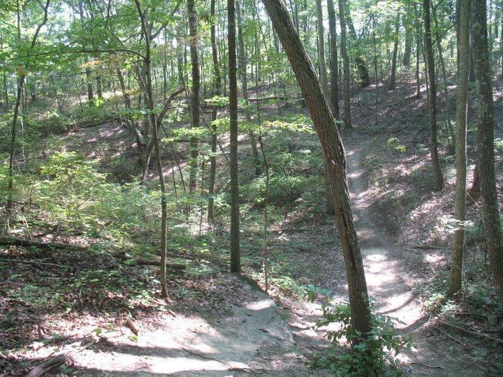 A tranquil forest scene featuring a winding dirt trail surrounded by lush green trees and underbrush. Sunlight filters through the leaves, casting dappled shadows on the ground, showcasing the natural beauty of the wooded area. The terrain includes gentle slopes and a variety of plants, indicating a serene hiking or nature walking path. Raccoon Mountain Trail Network mountain bike trail.