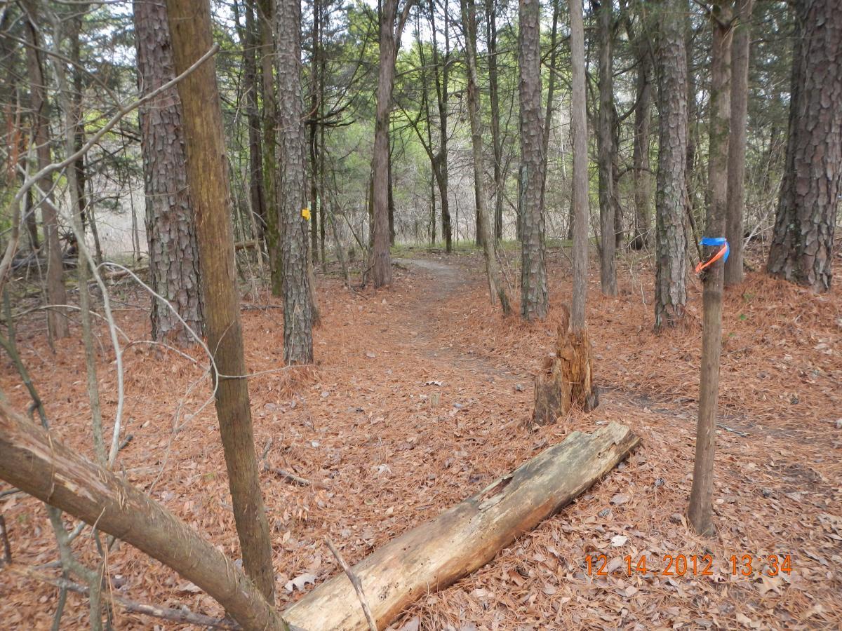 A wooded path in a forest, lined with tall trees and covered in fallen leaves. A fallen log is positioned on the ground, and a marker with blue and orange flags is attached to a nearby tree. In the background, the trail appears to curve to the right. The scene conveys a quiet, natural setting. Research and Technology Park (ERC) mountain bike trail.