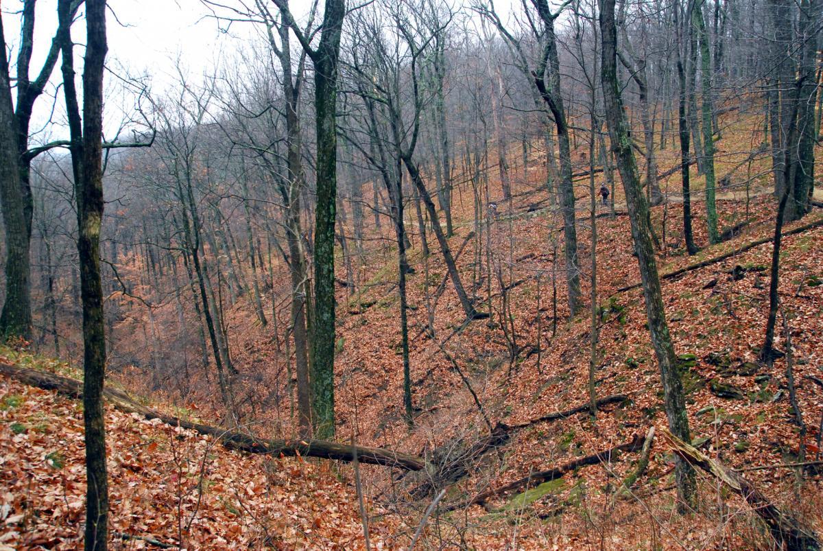 A wooded area in autumn, featuring tall, bare trees and a carpet of fallen orange and brown leaves covering the forest floor. The landscape is sloped with visible fallen branches and a person walking in the background, surrounded by the serene natural environment. The sky is overcast, suggesting a cool, misty day. Brown County Park mountain bike trail.