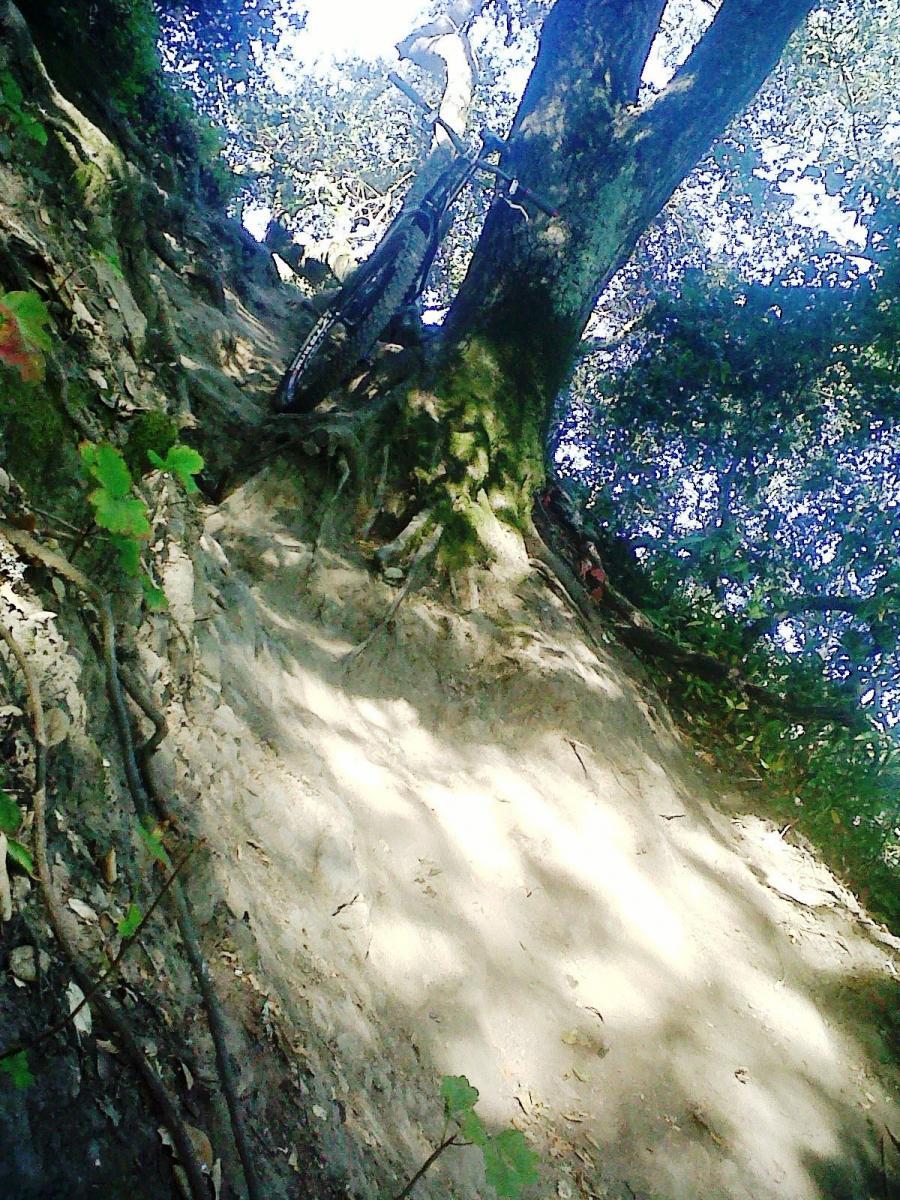 On-One Lurcher: A mountain bike resting against the trunk of a large tree on a steep, sandy hillside. The area is surrounded by lush greenery, with sunlight filtering through the tree branches, casting shadows on the ground.