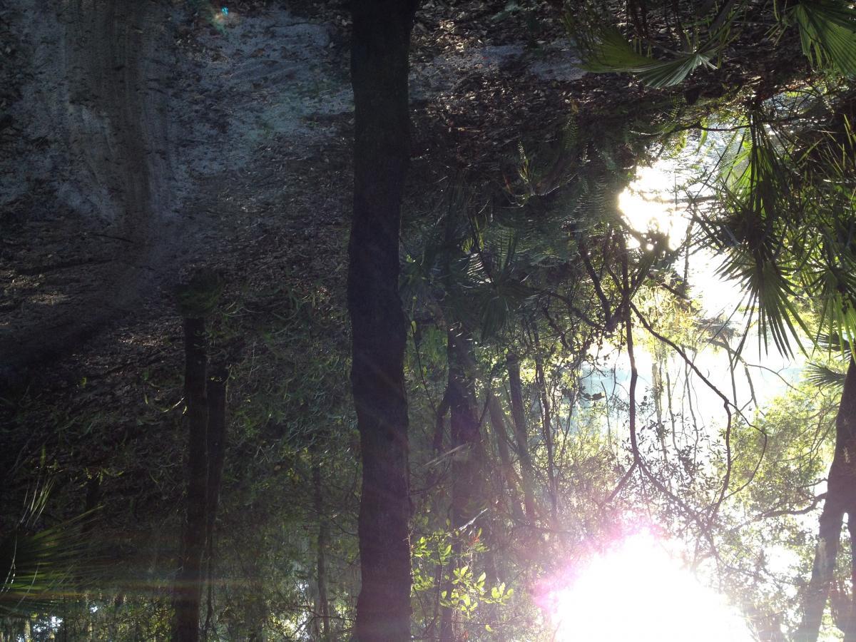 A serene forest scene featuring tall trees and lush greenery, with sunlight filtering through the branches. The ground is covered with leaves and hints of a path visible in the soft earth, creating a tranquil atmosphere. Alafia River State Park mountain bike trail.