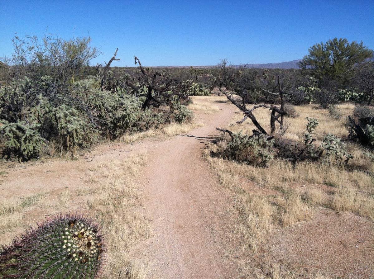 A dirt path winding through a desert landscape with sparse vegetation, including cacti and dry grasses, under a clear blue sky. Honeybee Canyon / Rail X Ranch mountain bike trail.