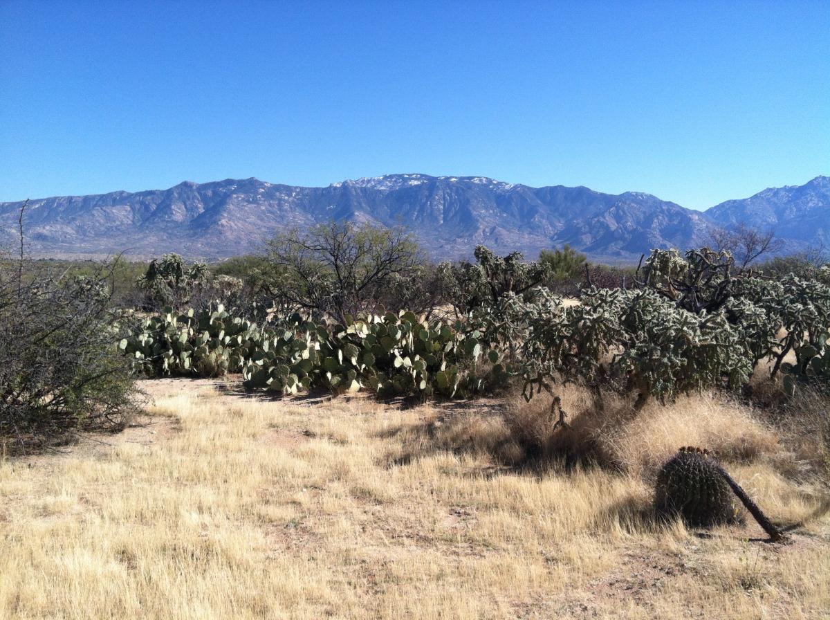 A desert landscape featuring a variety of cacti and shrubs in the foreground, with dry grass and rocky ground. In the background, there are majestic mountains under a clear blue sky. The scene captures the essence of a sunny day in a southwestern environment. Honeybee Canyon / Rail X Ranch mountain bike trail.
