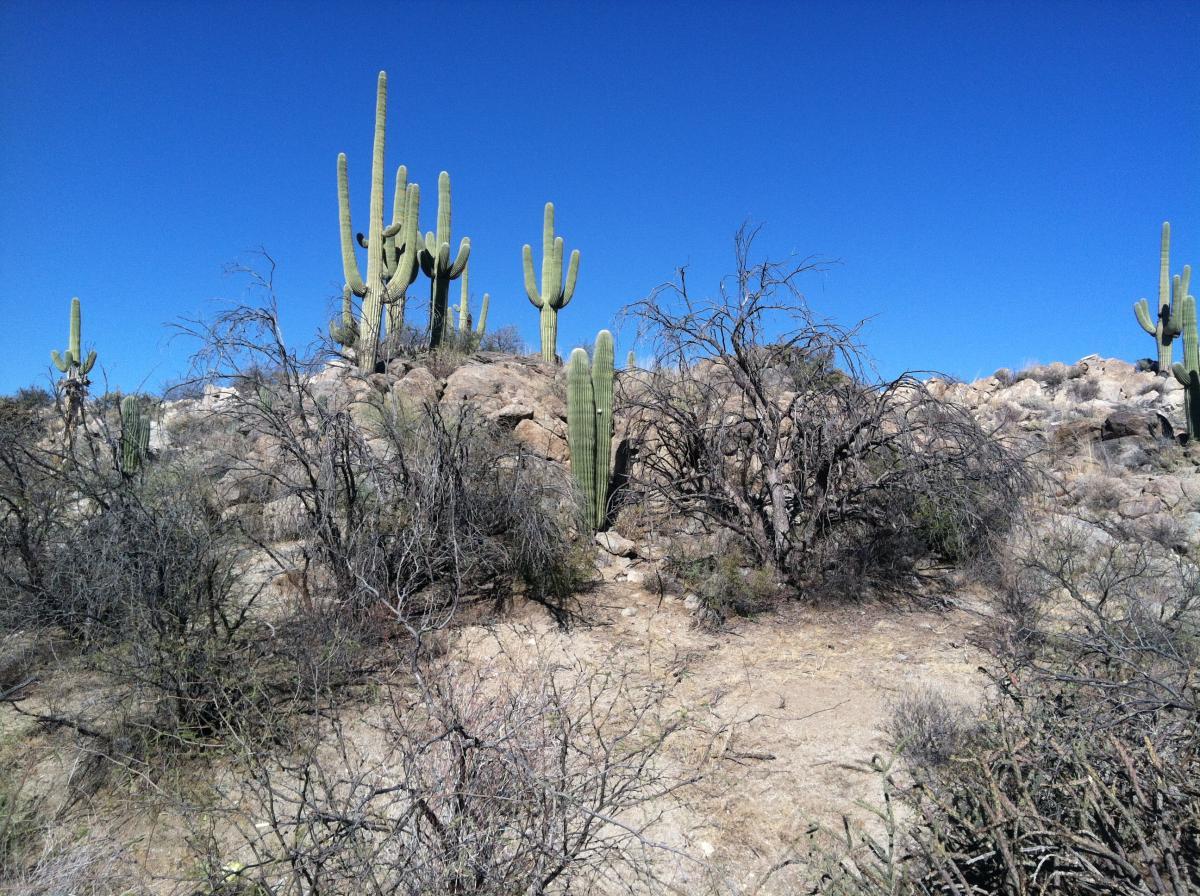 A desert landscape featuring tall cacti and rocky terrain under a clear blue sky. The foreground shows a mix of dried shrubs and cacti, with several large saguaro cacti prominently positioned on a hillside. Honeybee Canyon / Rail X Ranch mountain bike trail.
