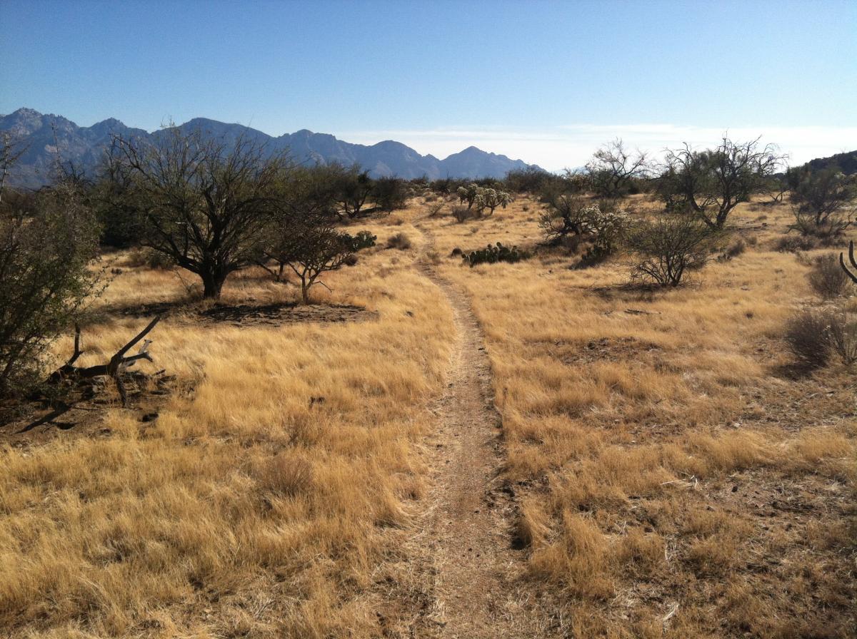 A dirt pathway meanders through a dry, grassy landscape, leading toward distant mountains under a clear blue sky. Sparse trees and patches of shrubs are visible along the sides of the trail, creating a serene natural setting. Honeybee Canyon / Rail X Ranch mountain bike trail.