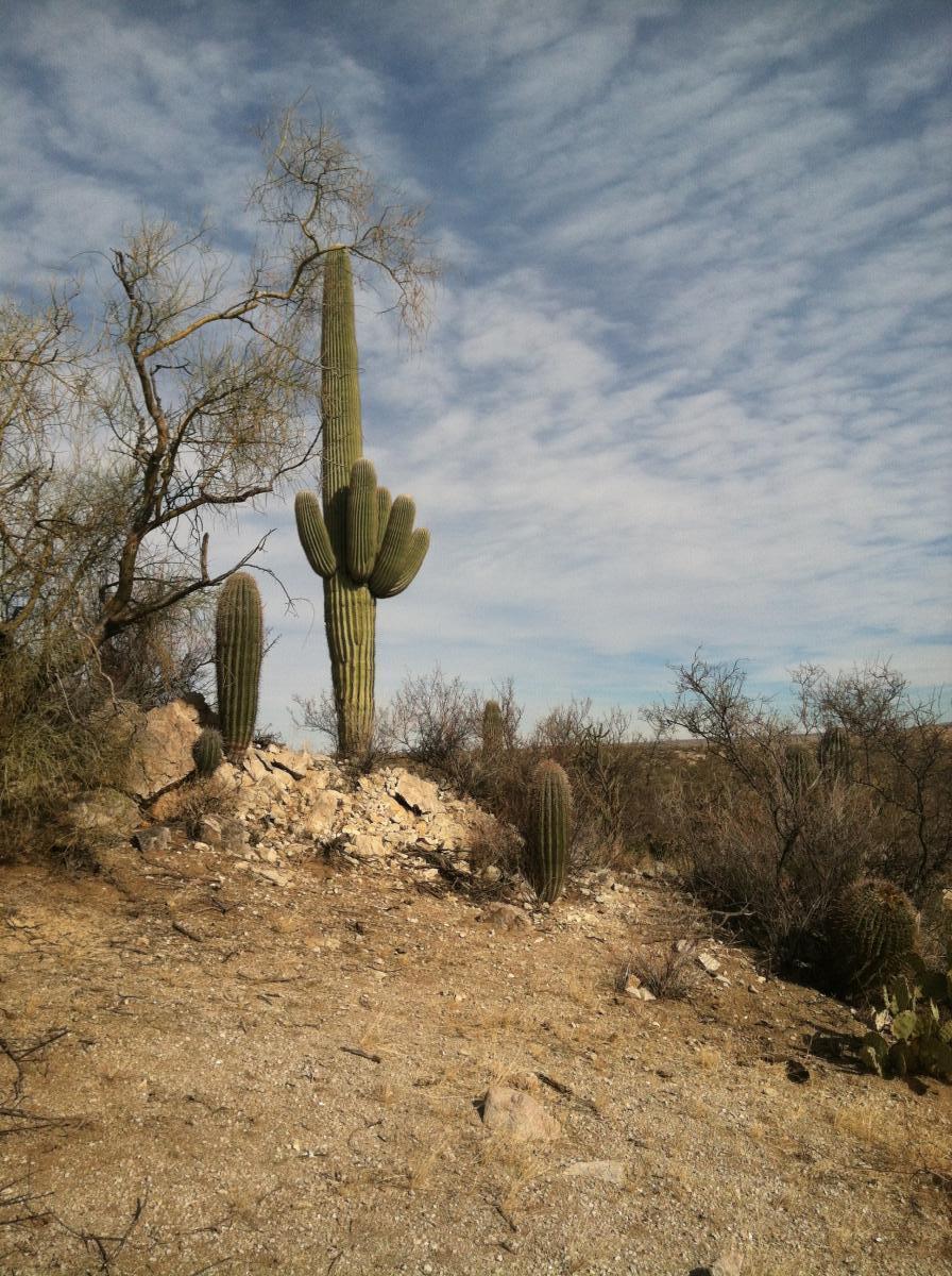 Alt tag: A desert landscape featuring several cacti, including a tall saguaro cactus with multiple arms and smaller cacti, set against a cloudy sky. Honeybee Canyon / Rail X Ranch mountain bike trail.