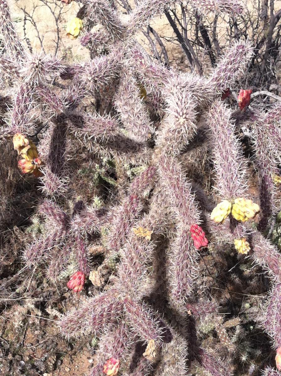 A close-up image of a spiky cactus with several colorful blooms. The cactus has elongated branches covered in fine spines, with yellow, red, and pink flowers emerging from various points among the branches. The background features rocky soil and other desert vegetation. Honeybee Canyon / Rail X Ranch mountain bike trail.