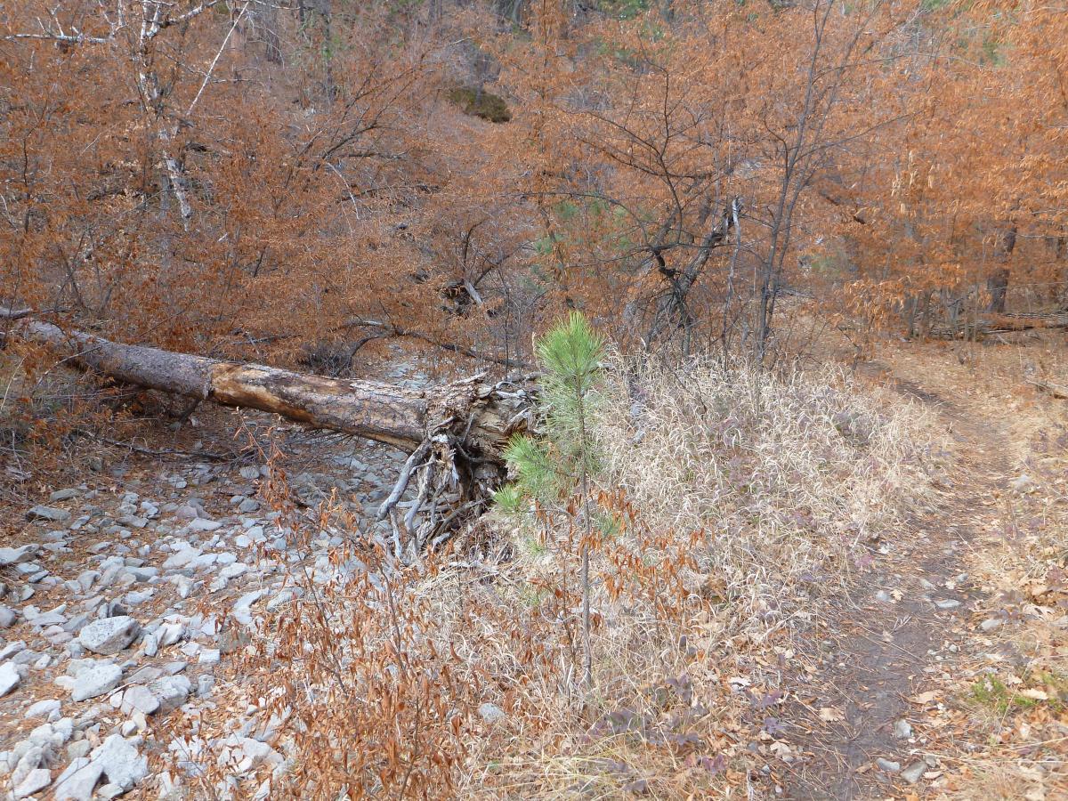 A forested scene featuring a fallen tree across a rocky area, surrounded by dry orange and brown foliage. A narrow dirt path runs alongside the fallen tree and the rocky ground, suggesting a natural trail in a wooded landscape during autumn. Centennial Trail mountain bike trail.