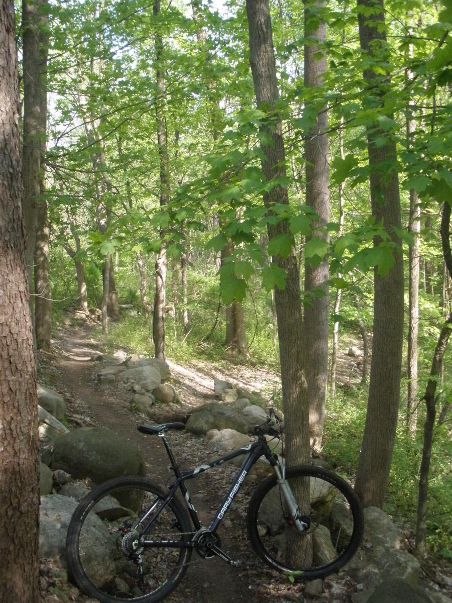 Gary Fisher Cobia: A mountain bike is parked on a dirt trail winding through a lush green forest. Tall trees with vibrant leaves surround the path, and large rocks are scattered along the trail. Sunlight filters through the foliage, creating a peaceful outdoor setting perfect for biking and exploring nature.