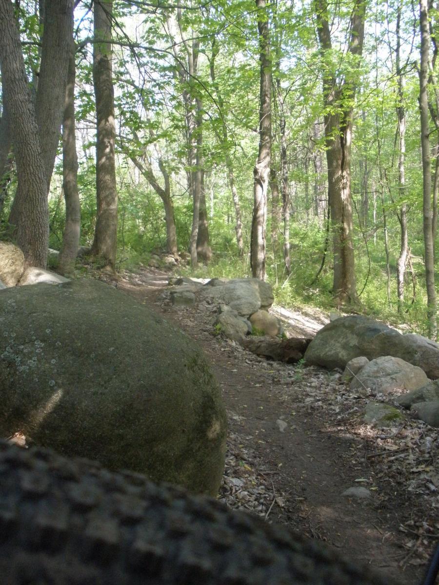 Kenda Small Block Eight: A winding dirt path through a lush forest, surrounded by tall trees and large rocks, with sunlight filtering through the leaves.