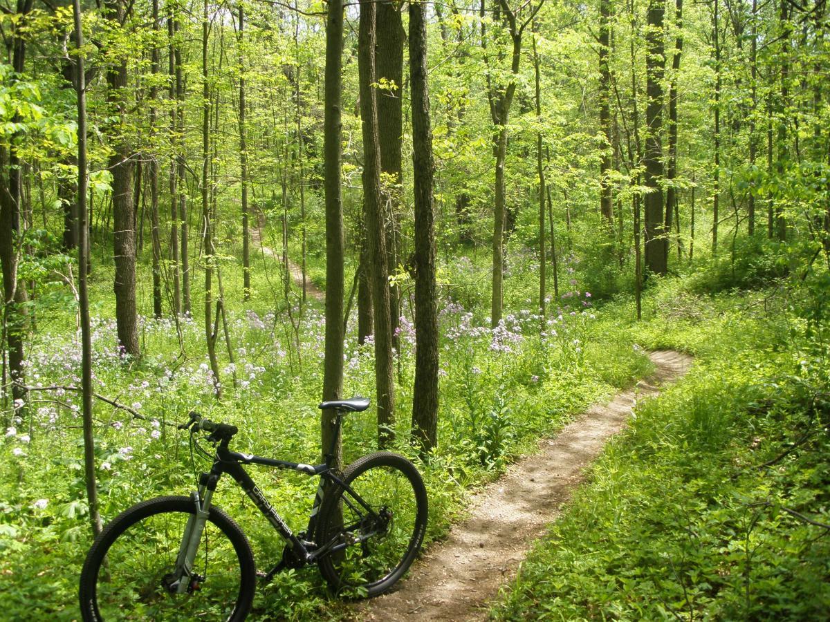Gary Fisher Cobia: A mountain bike leaning against a tree along a dirt trail surrounded by lush green foliage and wildflowers in a dense forest. Sunlight filters through the leaves, creating a vibrant and serene natural setting.