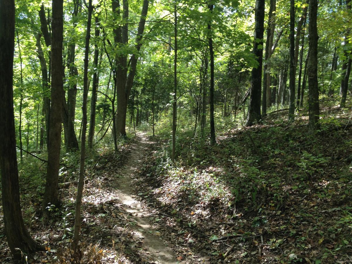A winding dirt path through a sunlit forest, surrounded by tall trees with green leaves. Sunlight filters through the canopy, casting dappled shadows on the ground covered with fallen leaves and underbrush. Versailles State Park mountain bike trail.
