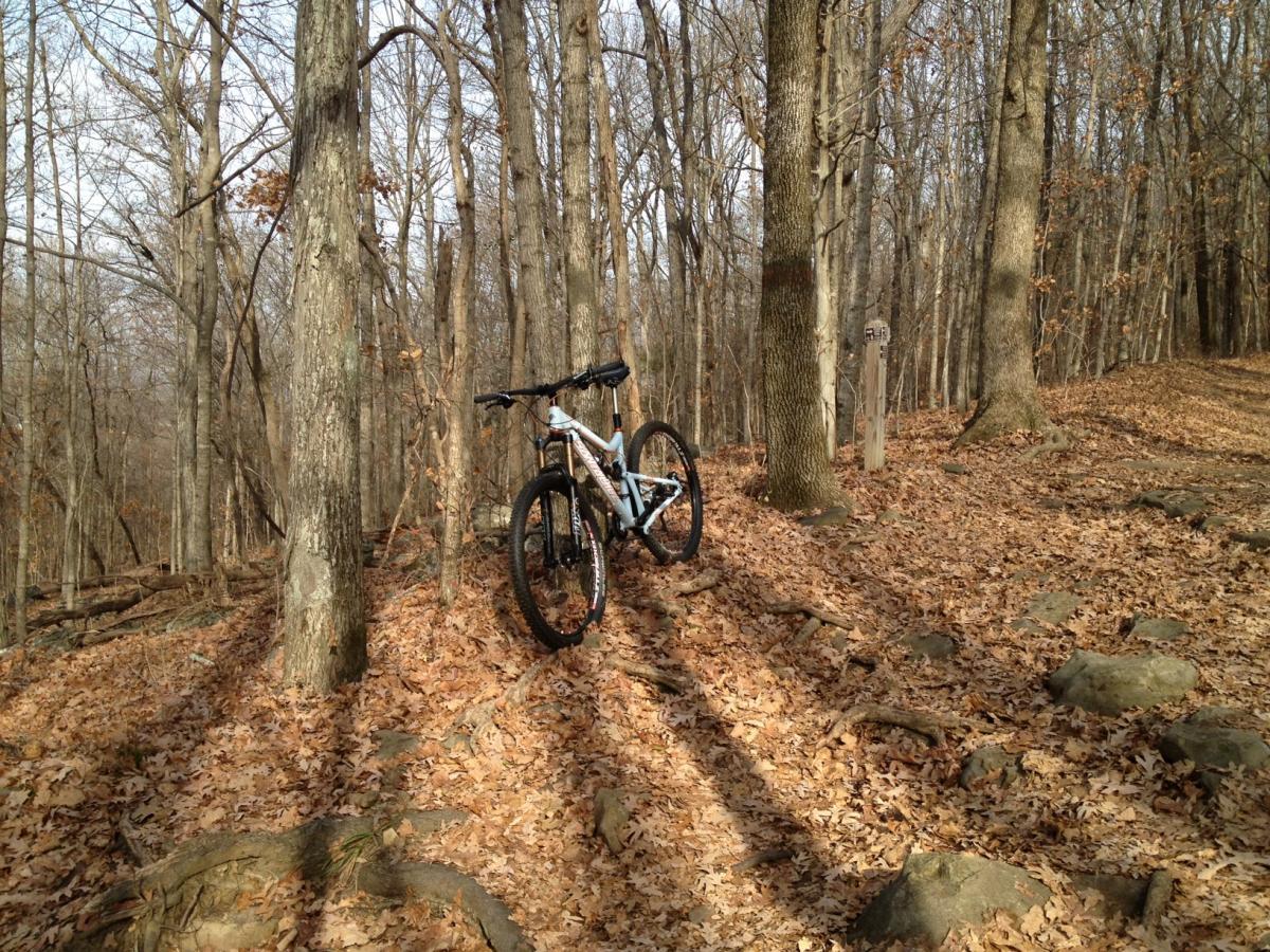 Santa Cruz Tallboy LT: A mountain bike resting against a tree in a forested area covered with fallen leaves and scattered rocks, with a trail visible in the background. The trees are bare, indicating a season of late fall or early winter.