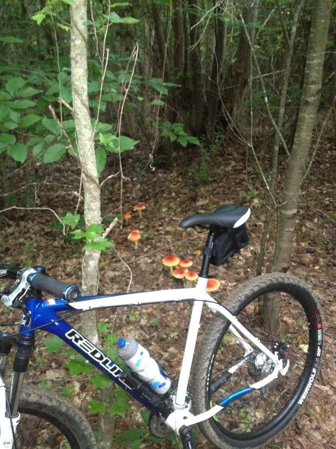 Redline D600: A mountain bike leaning against a tree in a forest, with a visible water bottle attached to the frame. In the background, bright orange mushrooms are growing on the forest floor among the leaves and greenery.