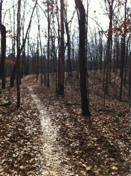 A winding dirt path meanders through a forest of bare trees with scattered autumn leaves on the ground. The scene is serene, illuminated by soft sunlight filtering through the branches above. Charleston Park mountain bike trail.