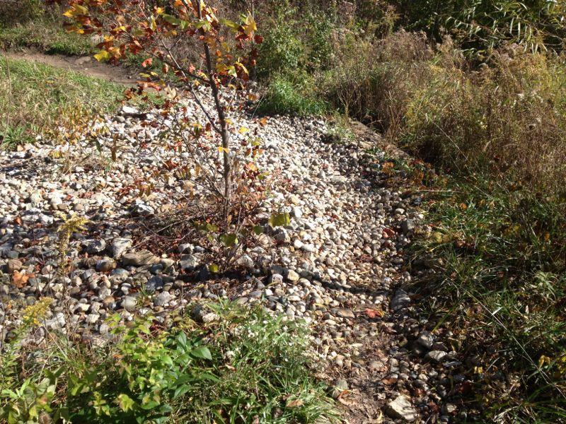 A small tree with autumn-colored leaves stands among a rocky area filled with various sizes of stones. Surrounding the rocky patch are patches of green grass and wild plants, with a pathway visible in the background. The scene captures a natural landscape during the fall season. Fort Harrison State Park mountain bike trail.
