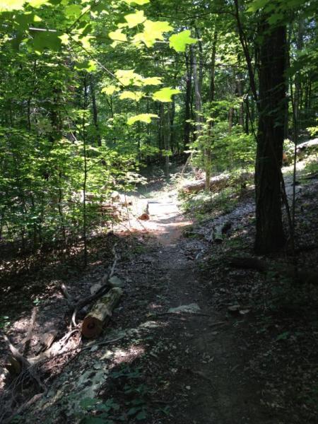 A sunlit dirt path winding through a lush green forest, surrounded by tall trees and dense foliage. Sunlight filters through the leaves, creating a dappled light effect on the ground. Sticks and logs are present along the trail, adding to the natural ambiance of the setting. Monte Sano State Park &amp; Land Trust mountain bike trail.
