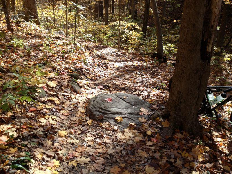 A wooded trail covered in autumn leaves, featuring a prominent rock in the foreground, with trees and foliage in varying shades of green and yellow in the background. Fort Harrison State Park mountain bike trail.