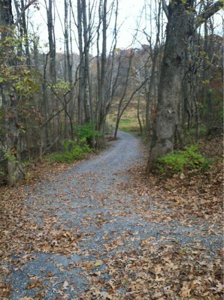 A winding gravel path meanders through a forest with bare trees and scattered autumn leaves. Lush green vegetation is visible alongside the trail, leading into a distant, softly lit clearing. Cabin John Trail mountain bike trail.