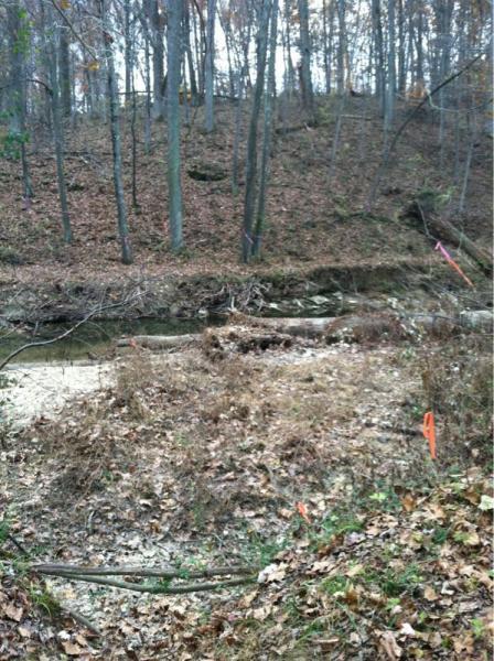 A forested area with bare trees and a hillside covered in fallen leaves. In the foreground, a small streambed is visible, lined with scattered vegetation and logs. Orange flags are placed along the stream, indicating specific points of interest, while the upper half of the image shows a dense tree line on the hill. Cabin John Trail mountain bike trail.