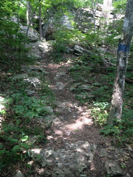 A narrow dirt path winding through a lush green forest, surrounded by rocks and trees. Sunlight filters through the leaves, creating a dappled light effect on the ground. Monte Sano State Park &amp; Land Trust mountain bike trail.