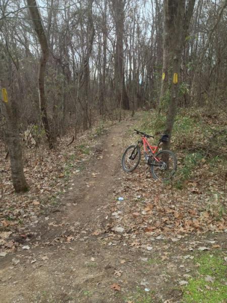 A mountain bike leans against a tree on a dirt trail winding through a wooded area, with sparse vegetation and fallen leaves covering the ground. Yellow markers are visible on the trees, indicating the path direction. Burns Park mountain bike trail.